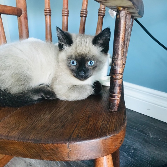 Meet your Posher, Leasa - Picture 1 of 1